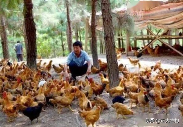 农村特大养鸡骗局曝光，加盟养殖被骗上千万